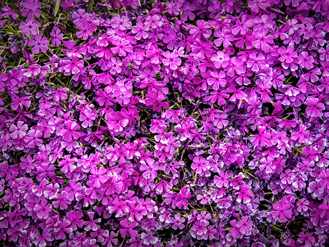 8. Blooming by Graeme Milsome